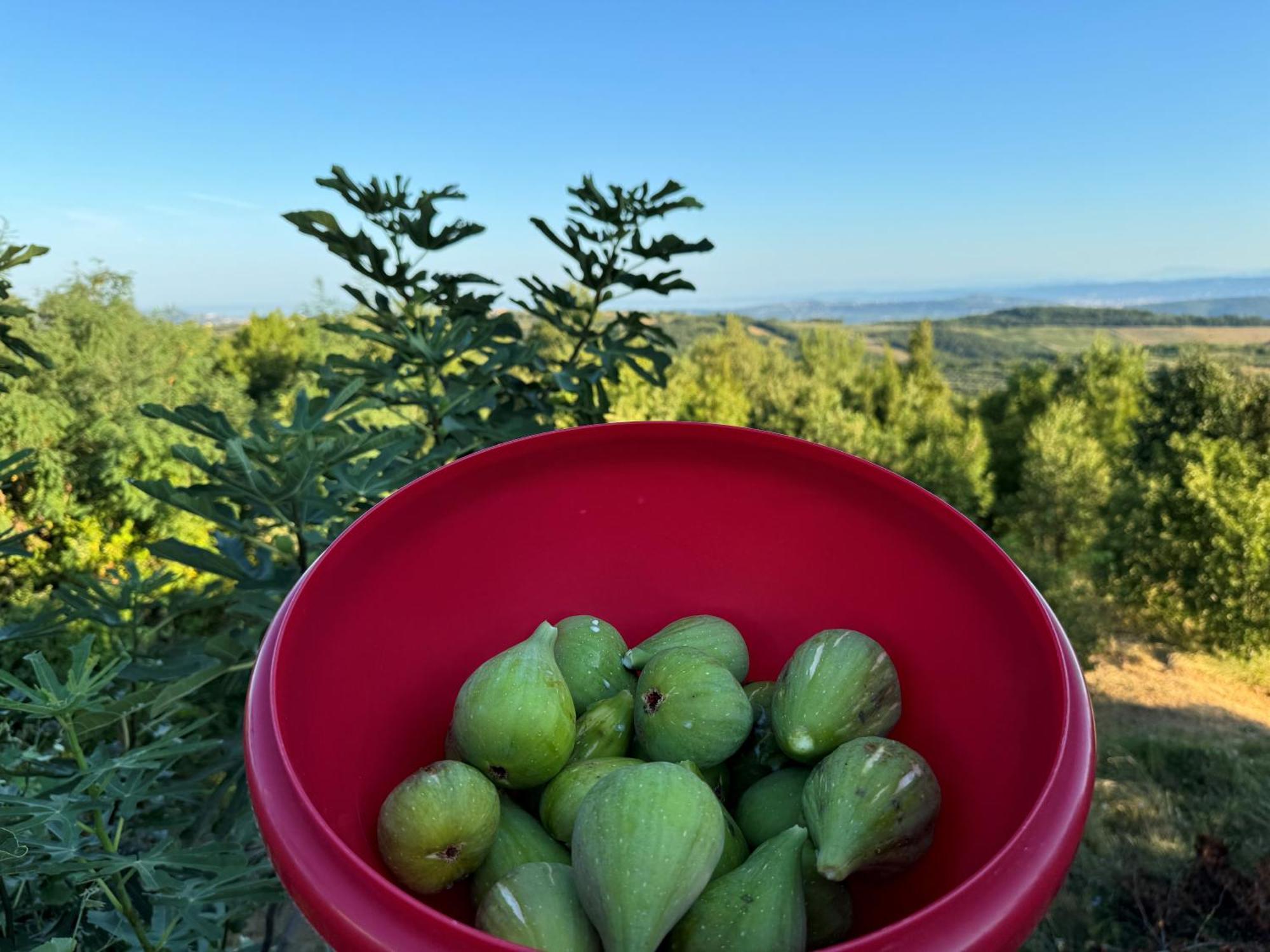 Guesthouse Green Istria Truške Exterior foto